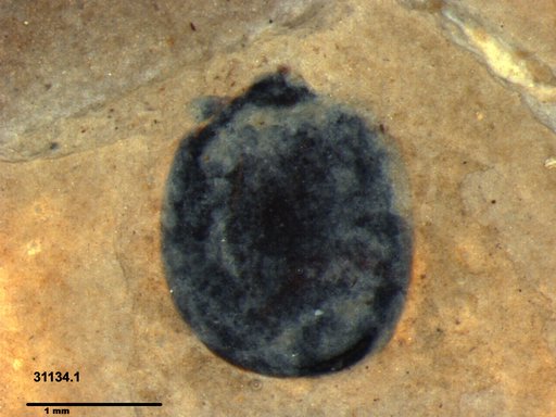 Tracheophyta
