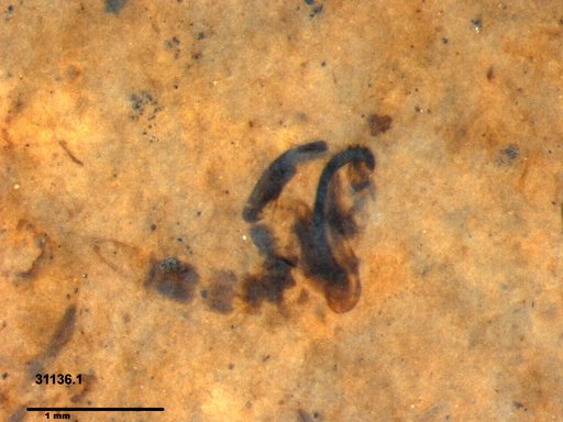 Chaoboridae