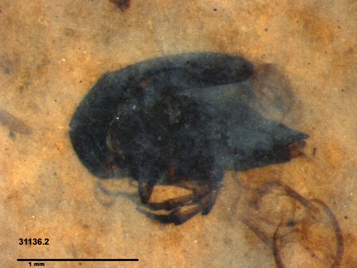Mordellidae