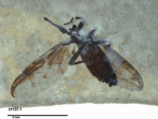 Genus sp