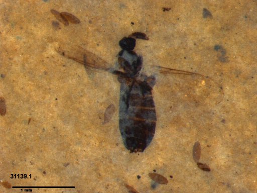 Diptera