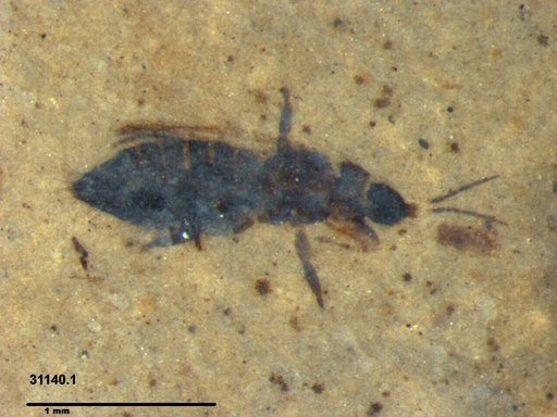 Genus sp