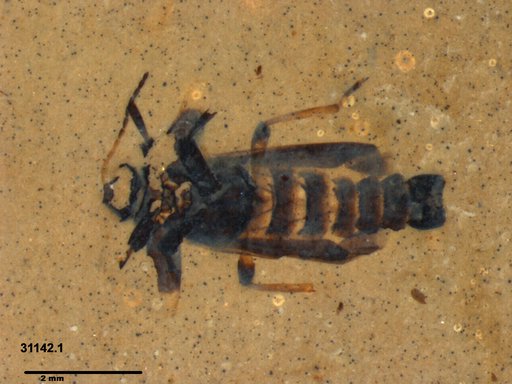 Genus sp