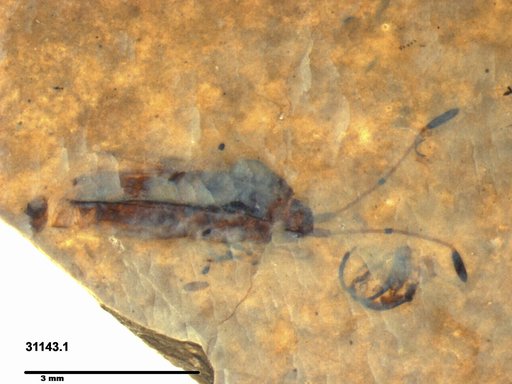 Genus sp