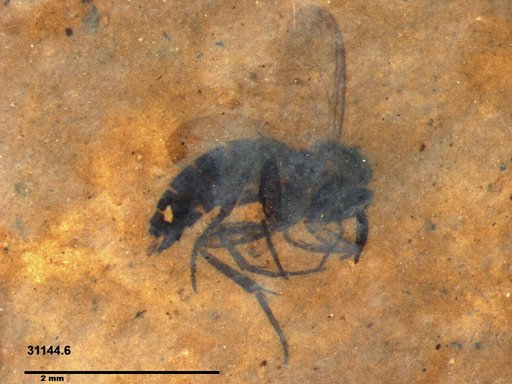 Diptera
