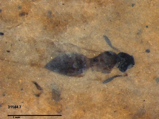 Genus sp