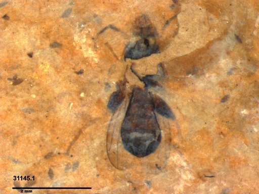 Diptera