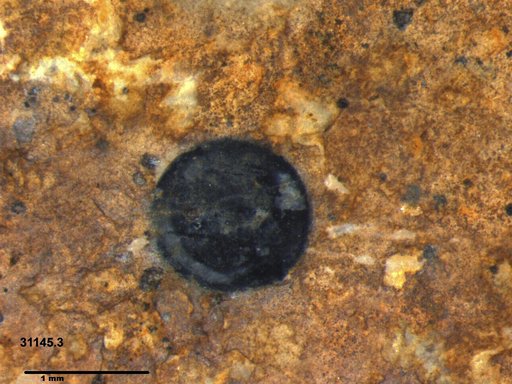 Tracheophyta