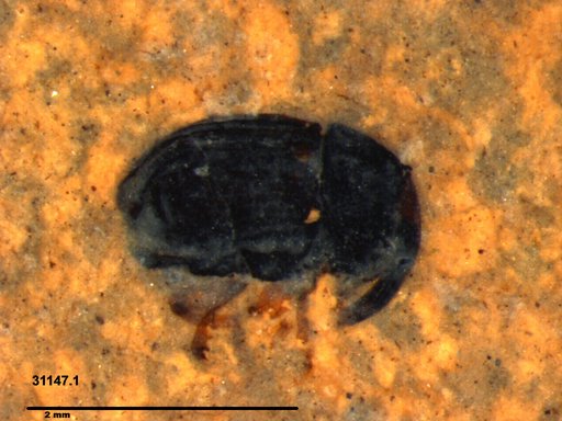 Genus sp