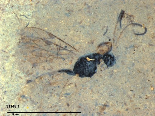 Ichneumonidae
