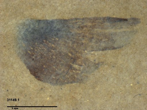 Tracheophyta