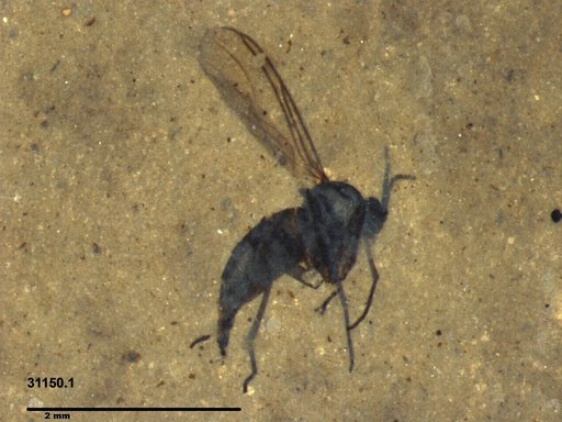 Sciaridae