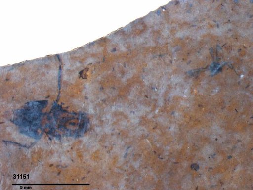 Aphididae