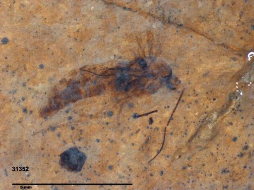 Genus sp