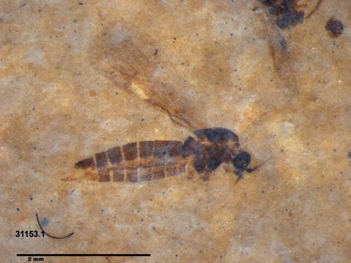 Diptera
