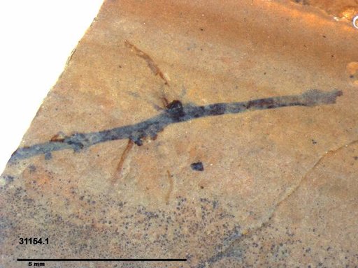 Tracheophyta
