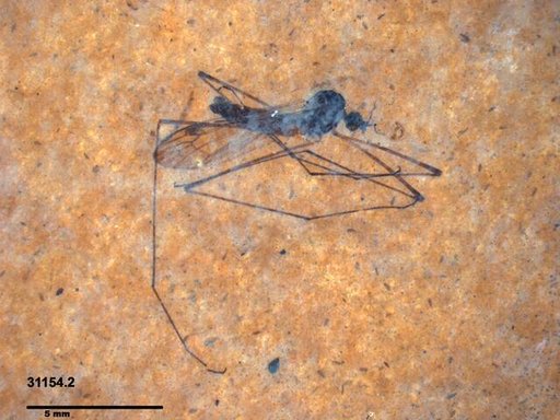 Diptera