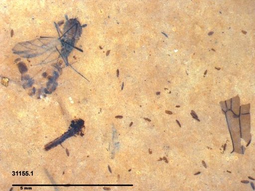 Aphididae