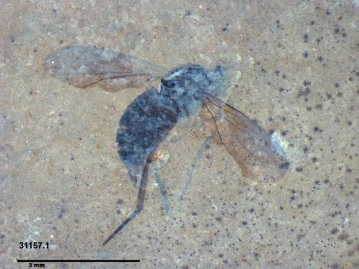 Diptera