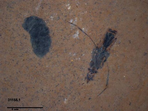 Notonectidae