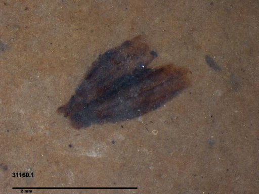 Tracheophyta