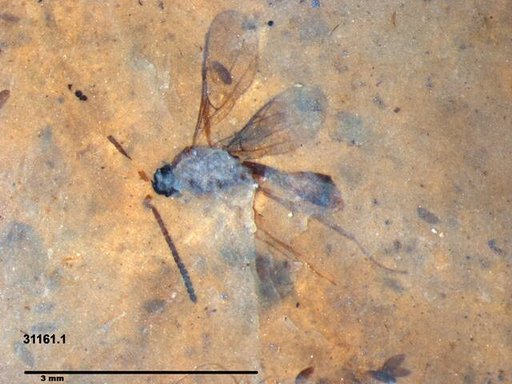 Diapriidae