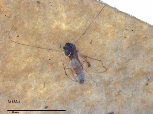 Diptera