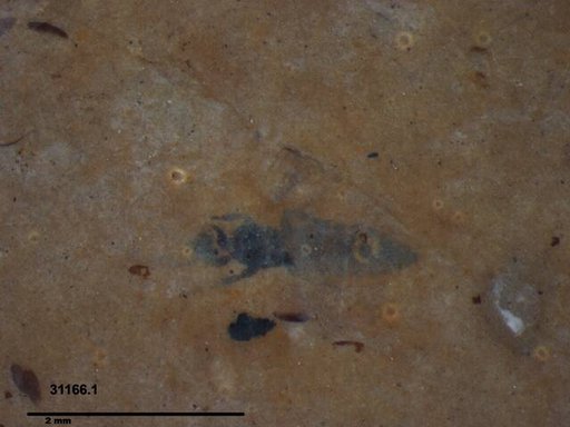 Genus sp