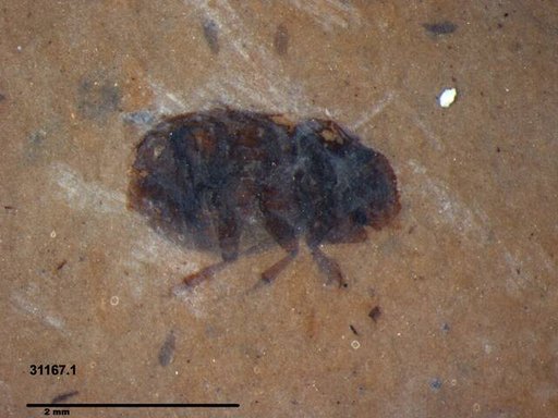 Insecta