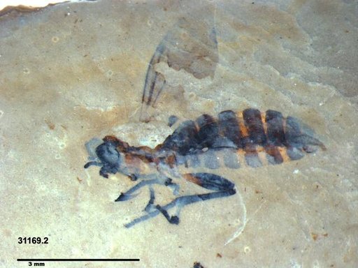 Genus sp
