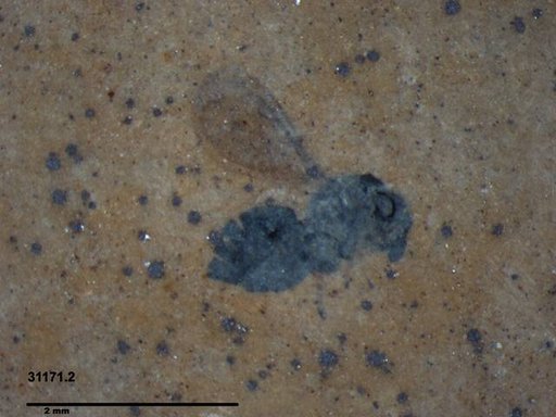 Genus sp