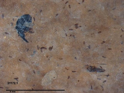 Genus sp