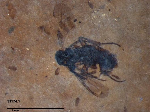 Diptera