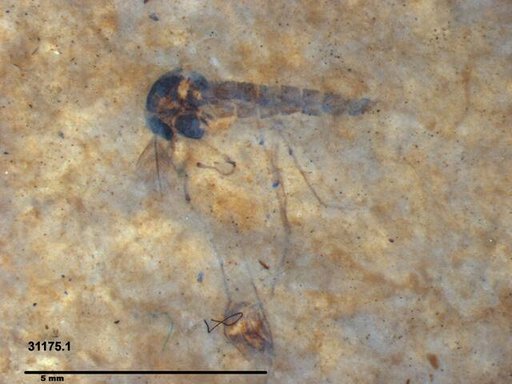 Genus sp