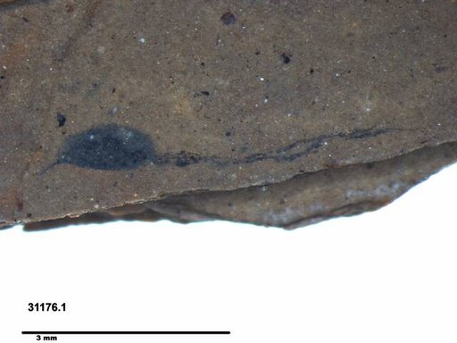Tracheophyta