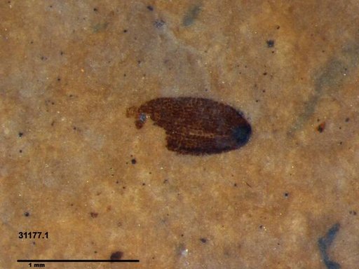 Tracheophyta