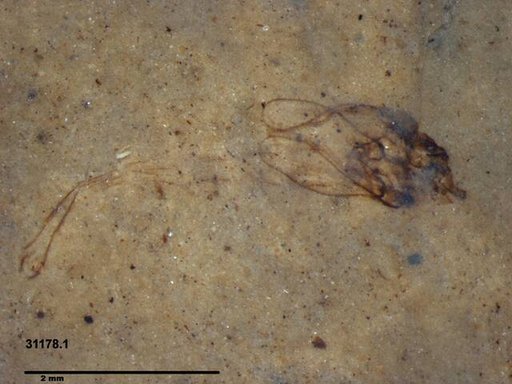 Genus sp