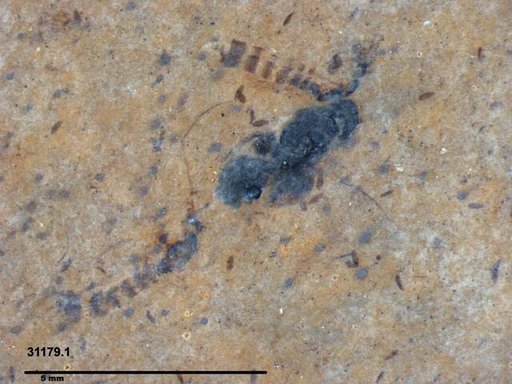 Chalcididae