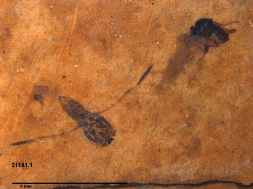 Diptera