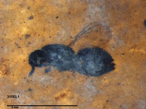 Genus sp