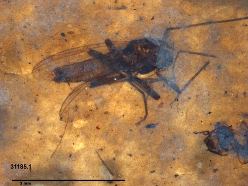 Diptera