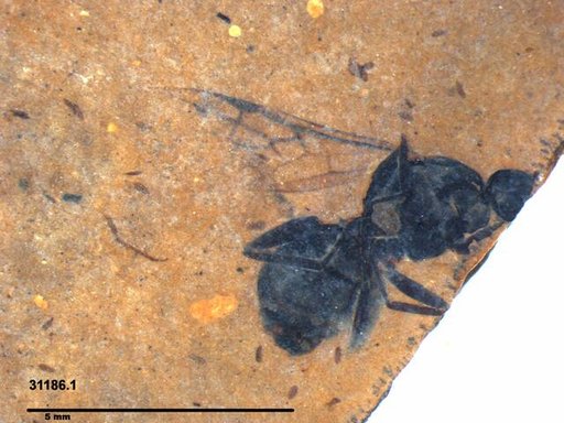 Formicidae