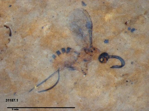 Genus sp