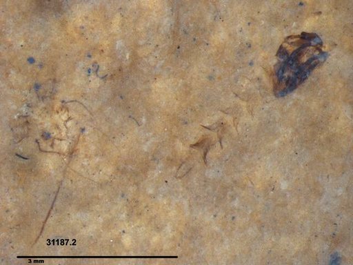 Genus sp