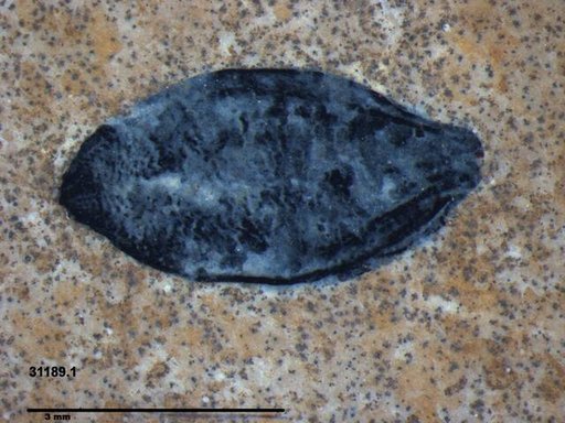 Tracheophyta