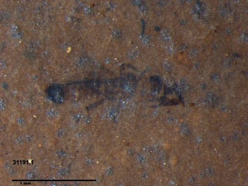 Genus sp