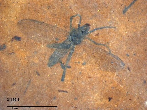 Diptera