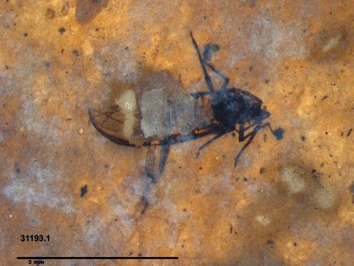 Aphididae