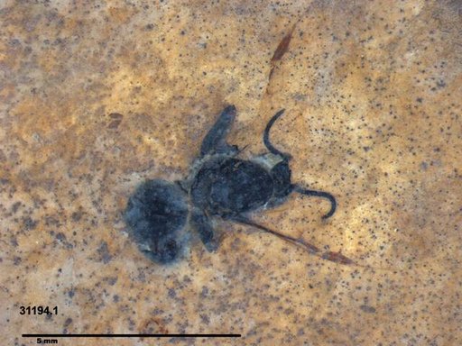 Formicidae