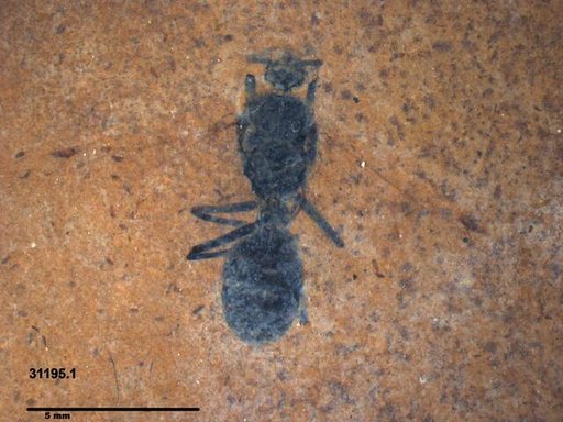 Formicidae